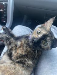 Reunited Female Cat last seen Near E South St, Long Beach, CA 90805, USA, Long Beach, CA 90805