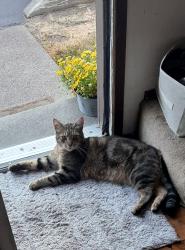 Lost Male Cat last seen Villa west, Hammond, LA 70403
