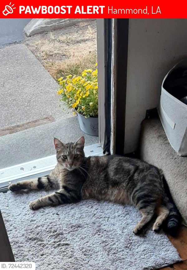 Lost Male Cat last seen Villa west, Hammond, LA 70403