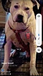 Lost Male Dog last seen Hueytown rd, Hueytown, AL 35023
