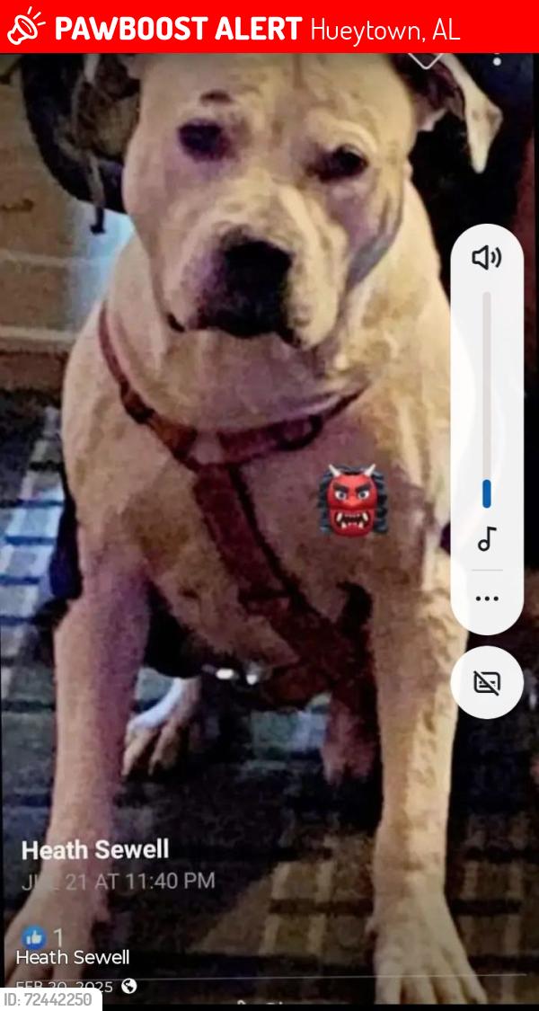 Lost Male Dog last seen Hueytown rd, Hueytown, AL 35023