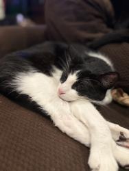 Lost Male Cat last seen E Virginia and crestview Glendora , Glendora, CA 91741