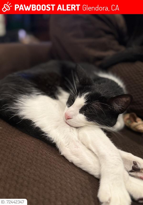 Lost Male Cat last seen E Virginia and crestview Glendora , Glendora, CA 91741