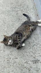 Lost Male Cat last seen Mill street/Highland street, Westfield, MA 01085
