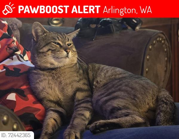 Lost Male Cat last seen Cemetery Rd, Arlington , WA, Arlington, WA 98223