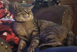 Lost Male Cat last seen Cemetery Rd, Arlington , WA, Arlington, WA 98223
