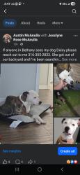 Lost Female Dog last seen Southern Nazerene University, Bethany, OK 73008