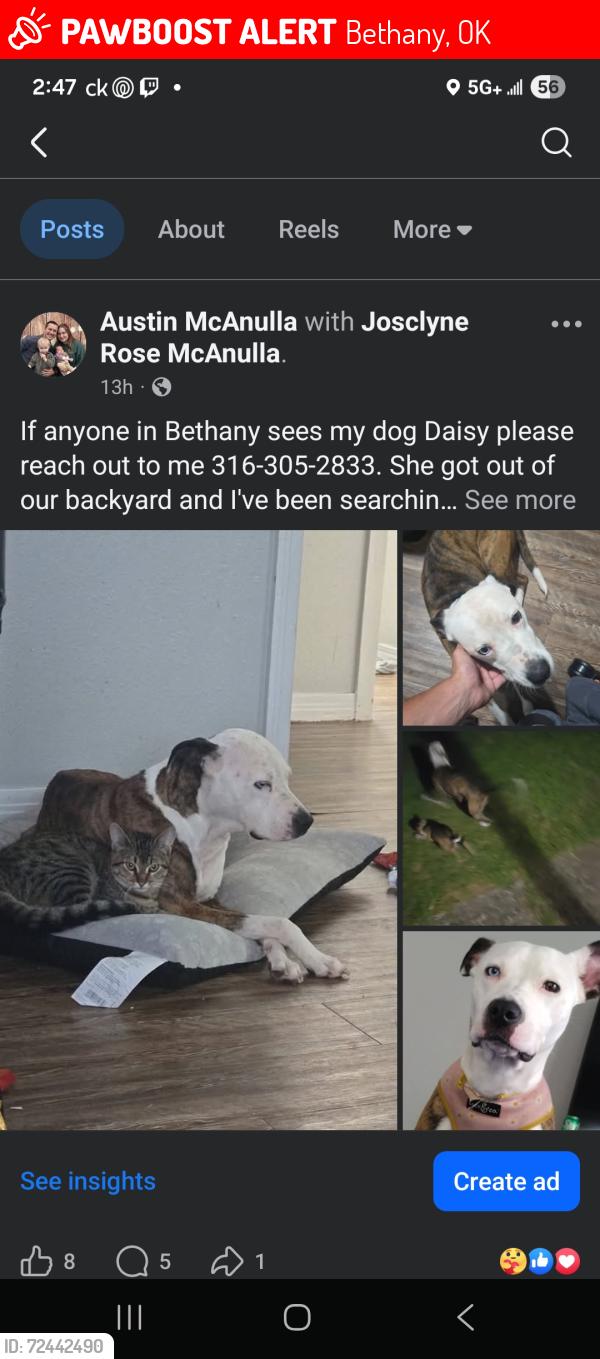 Lost Female Dog last seen Southern Nazerene University, Bethany, OK 73008