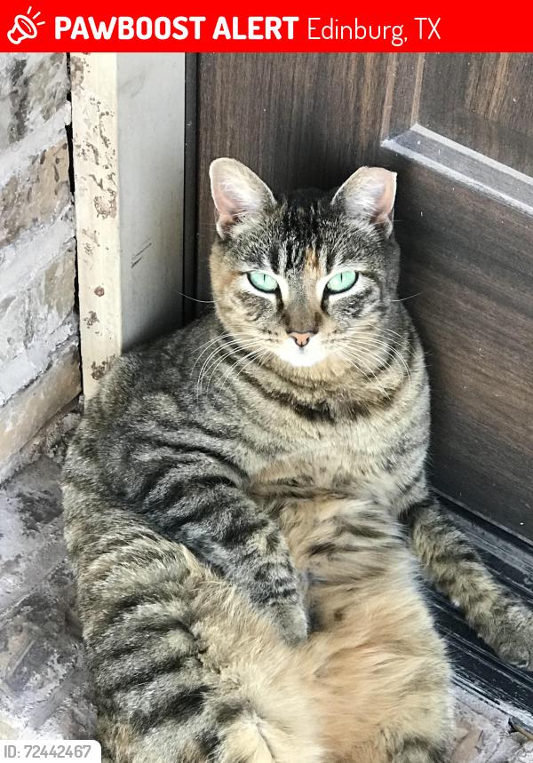 Lost Female Cat last seen East Lovett St, E. Peter St, E. Van Week St, N 16th Ave, N 17th Ave, Apollo Park, Edinburg, TX 78541