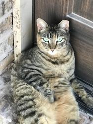 Lost Female Cat last seen East Lovett St, E. Peter St, E. Van Week St, N 16th Ave, N 17th Ave, Apollo Park, Edinburg, TX 78541