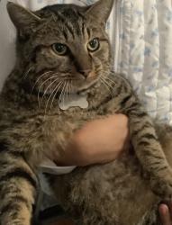 Lost Male Cat last seen Tractor supply youngsville, Youngsville, NC 27596