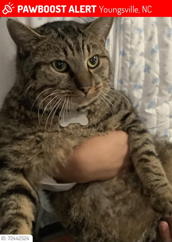 Lost Male Cat last seen Tractor supply youngsville, Youngsville, NC 27596