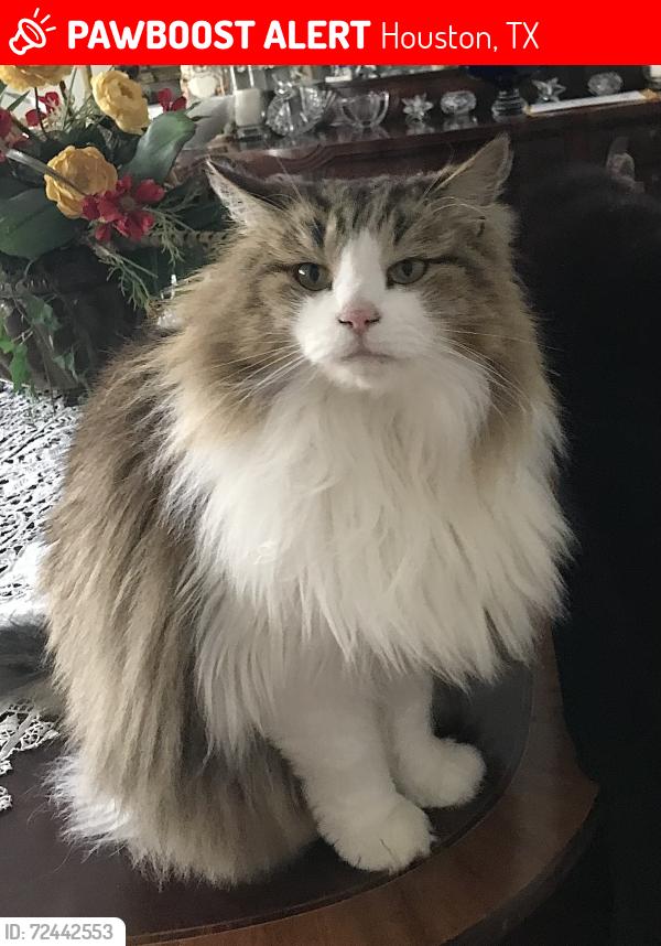 Lost Female Cat last seen Mullins, Houston, TX 77096