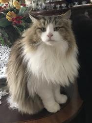 Lost Female Cat last seen Mullins, Houston, TX 77096