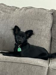 Lost Female Dog last seen RH Johnson in Sun City West this is where she ran from toward 133 st, Sun City West, AZ 85375