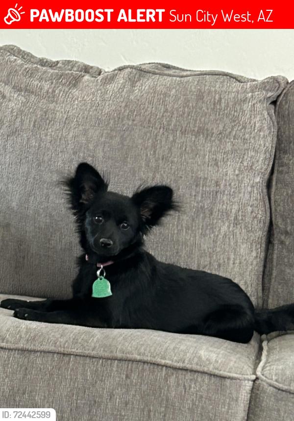 Lost Female Dog last seen RH Johnson in Sun City West this is where she ran from toward 133 st, Sun City West, AZ 85375