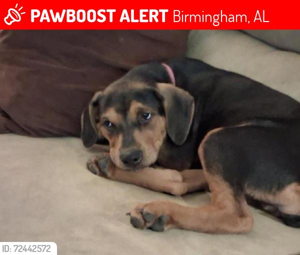 Lost Female Dog last seen Near Arcadia Rd.  in Forestdale, AL 35214, Birmingham, AL 35214