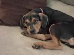 Lost Female Dog last seen Near Arcadia Rd.  in Forestdale, AL 35214, Birmingham, AL 35214