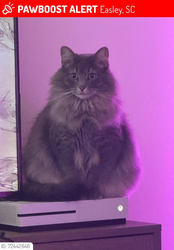 Lost Male Cat last seen Meece s in Easley, Easley, SC 29640