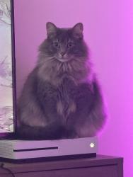 Lost Male Cat last seen Meece s in Easley, Easley, SC 29640
