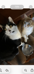 Lost Male Cat last seen Vassar & Hanover, Turlock, CA 95382