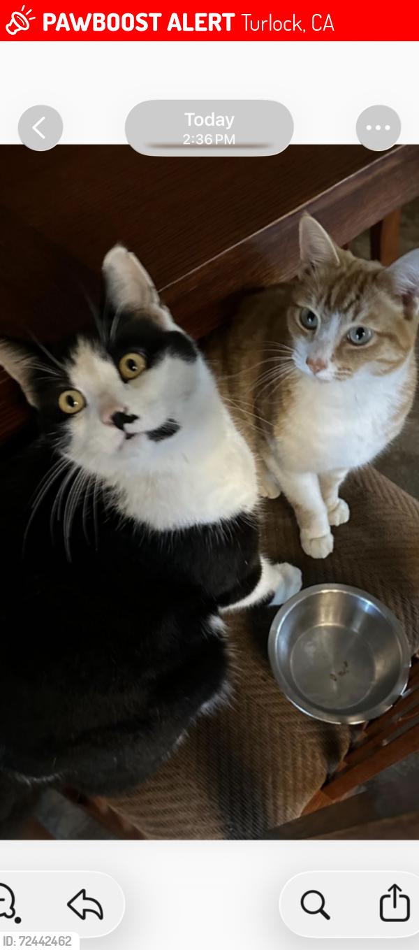 Lost Male Cat last seen Vassar & Hanover, Turlock, CA 95382