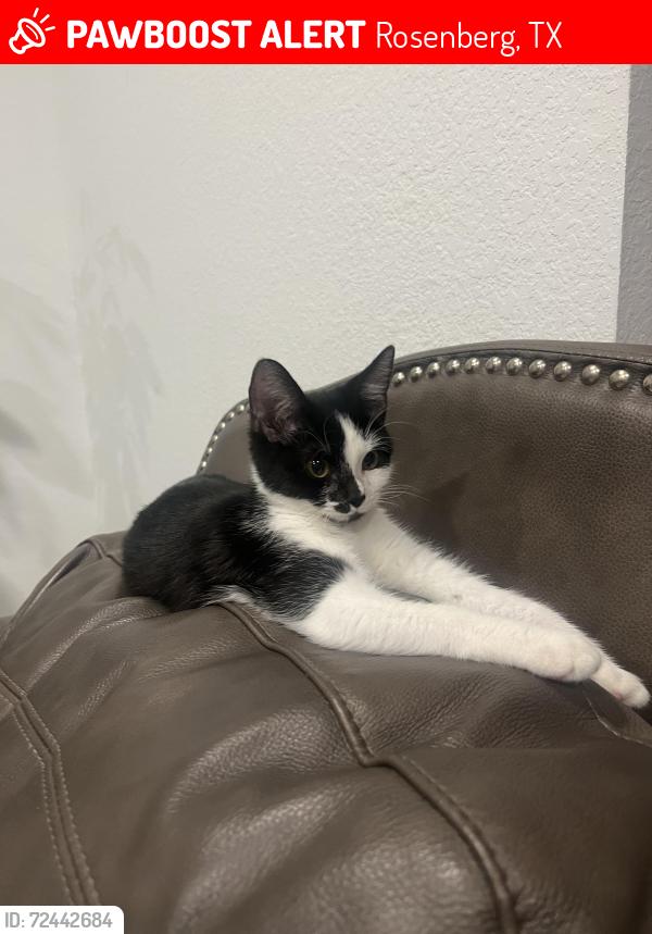 Lost Female Cat last seen Meyer school, Rosenberg, TX 77469