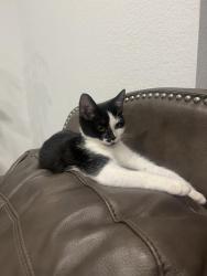 Lost Female Cat last seen Meyer school, Rosenberg, TX 77469