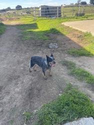 Lost Female Dog last seen Oregon st, Salinas, CA 93905