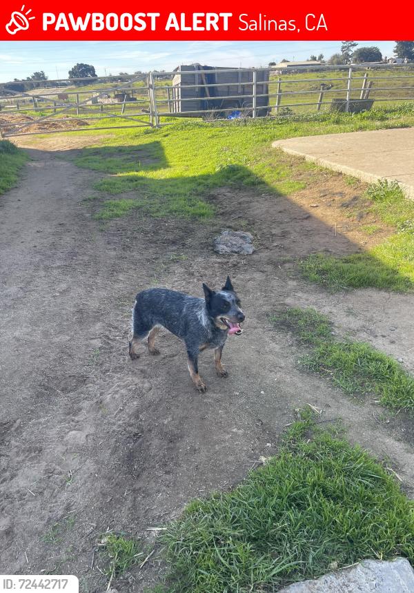 Lost Female Dog last seen Oregon st, Salinas, CA 93905