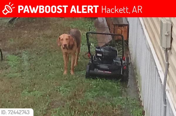 Lost Male Dog last seen Sugarlofe lake , Hackett, AR 72937