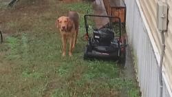 Lost Male Dog last seen Sugarlofe lake , Hackett, AR 72937
