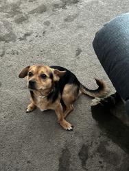 Lost Male Dog last seen Ramona alessandro elementary school, San Bernardino, CA 92411