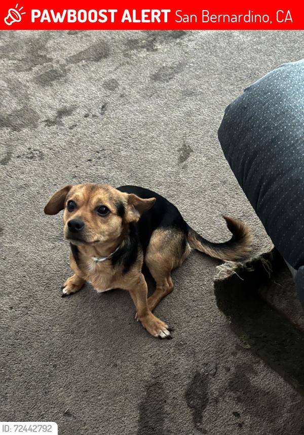 Lost Male Dog last seen Ramona alessandro elementary school, San Bernardino, CA 92411