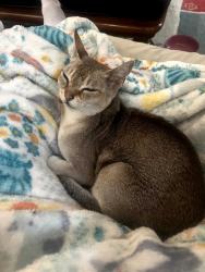 Lost Male Cat last seen Felino Way and Positas Rd , Chula Vista, CA 91910