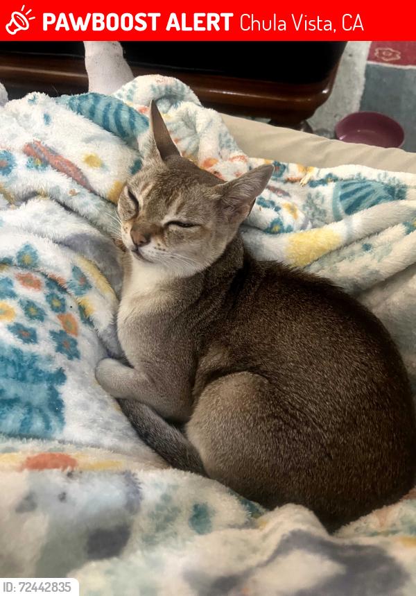 Lost Male Cat last seen Felino Way and Positas Rd , Chula Vista, CA 91910