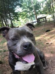 Lost Male Dog last seen Highway 10, Moriah School Rd, NC 28020