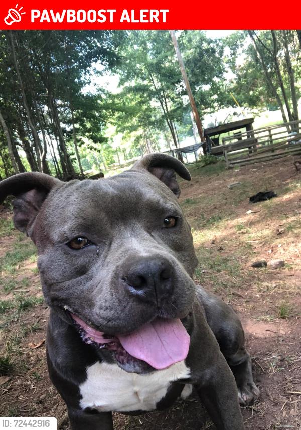 Lost Male Dog last seen Highway 10, Moriah School Rd, NC 28020