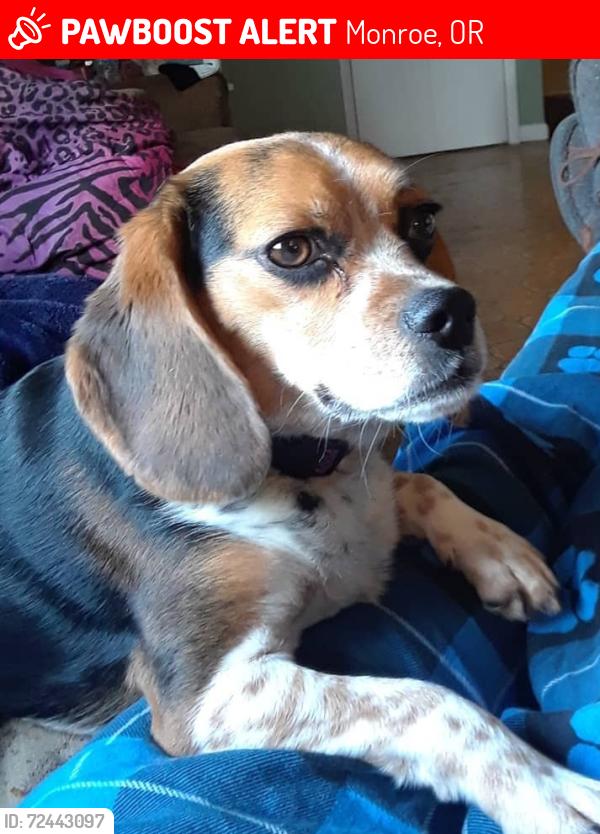 Lost Female Dog last seen  18th and chambers, Benton County, OR 97456