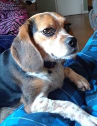 Lost Female Dog last seen  18th and chambers, Benton County, OR 97456