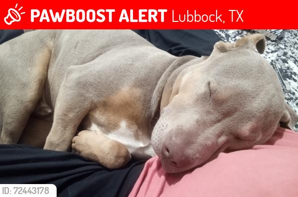Lost Male Dog last seen 34th Street, Lubbock, TX 79411
