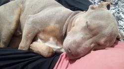 Lost Male Dog last seen 34th Street, Lubbock, TX 79411