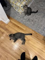 Lost Male Cat last seen H7V 3H5, Laval, QC H7V 3H5