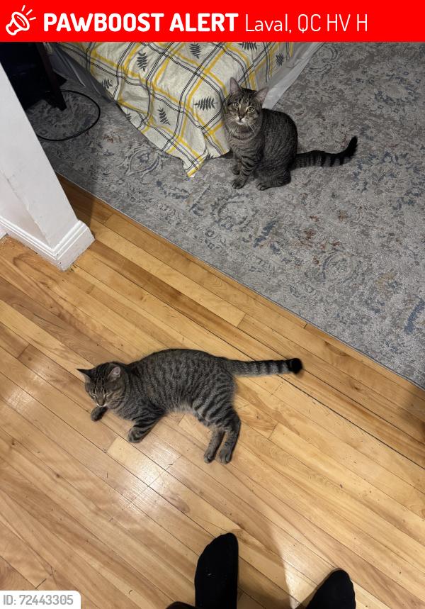Lost Male Cat last seen H7V 3H5, Laval, QC H7V 3H5