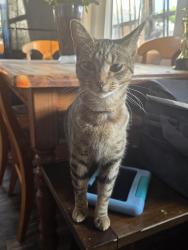 Lost Female Cat last seen La colina and via diego , Santa Barbara, CA 93110