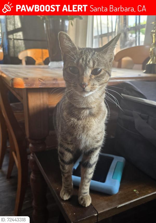 Lost Female Cat last seen La colina and via diego , Santa Barbara, CA 93110