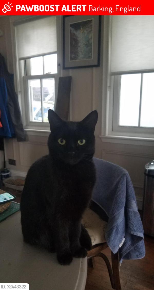 Lost Female Cat last seen Barking, Barking, England 