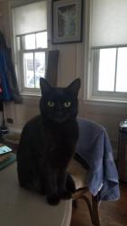 Lost Female Cat last seen Barking, Barking, England 