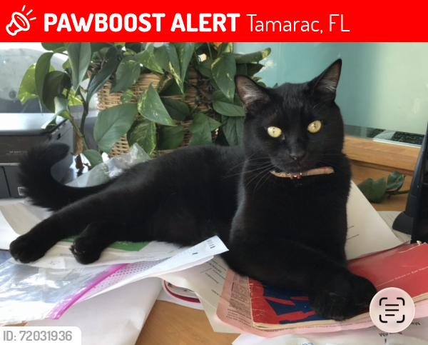 Lost Male Cat last seen Commercial Blvd Tamarac, Tamarac, FL 33309