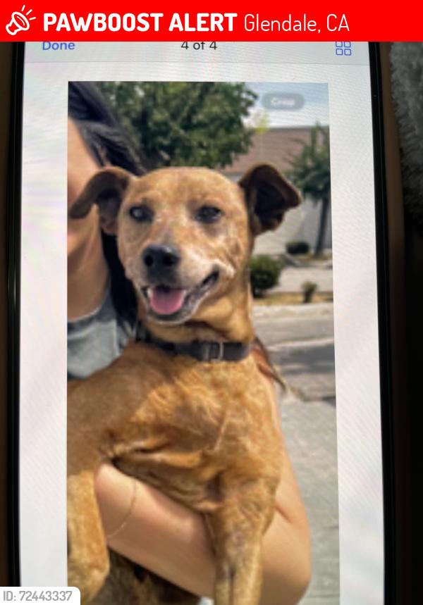 Lost Male Dog last seen San Fernando Rd and S. Central Ave , Glendale, CA 91204